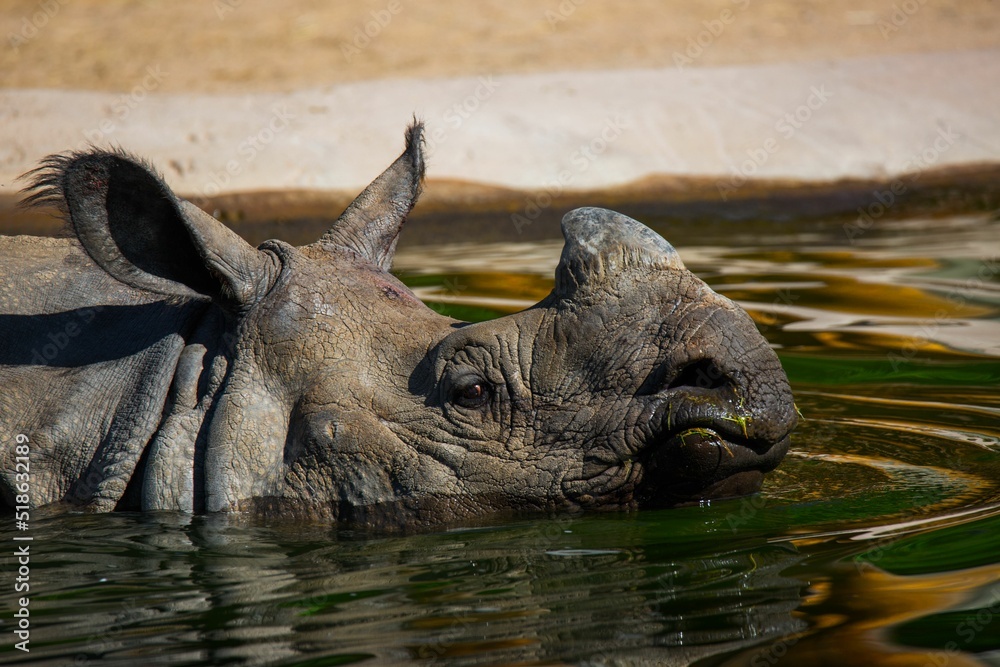 Wall mural clsoeup of indian rhinoceros half submerged in water