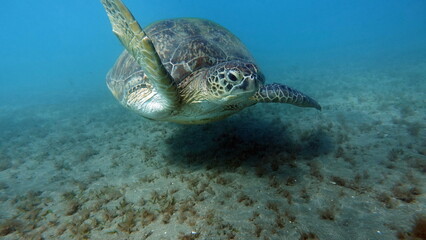 Obraz premium Big Green turtle on the reefs of the Red Sea.