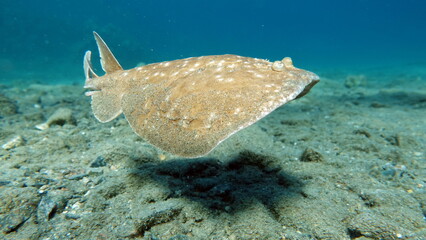 Stingrays. Leopard electric stingray. this electric ray grows up to 100 cm, feeds on fish and...