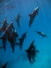 Dolphins. Spinner dolphin. Stenella longirostris is a small dolphin that lives in tropical coastal waters around the world. 