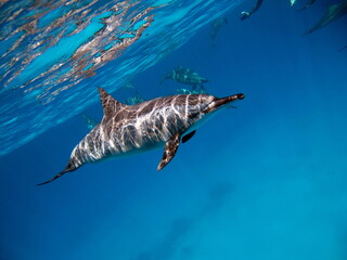Dolphins. Spinner dolphin. Stenella longirostris is a small dolphin that lives in tropical coastal...