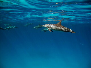 Dolphins. Spinner dolphin. Stenella longirostris is a small dolphin that lives in tropical coastal waters around the world. 