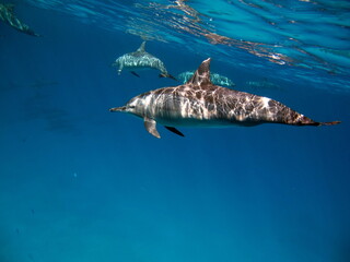 Dolphins. Spinner dolphin. Stenella longirostris is a small dolphin that lives in tropical coastal...