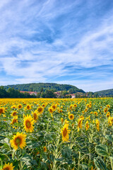 Field of bright yellow sunflowers on a cloudy blue sky background. Beautiful agriculture oilseed crop flower landscape by a countryside. Seasonal sunflower plants on cultivated farm land with houses