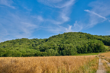 Field of wheat with dense green forest against a blue sky background with copy space. Scenic landscape of nature with golden grain being cultivated for harvest near quiet woodlands in Lyon, France