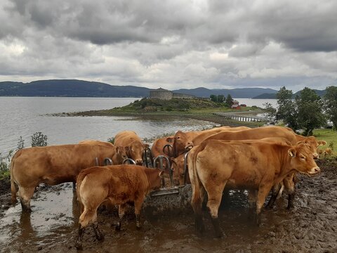 Closeup shot of a cattle standing in the mud with the Steinvikholm Castle in the background