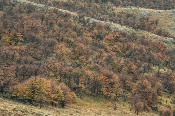 View of the threes on the mountain slope on an autumn day