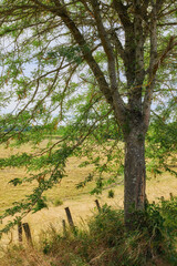 Fototapeta na wymiar The landscape of a tall green tree near a farm fence on a summer day. Hay farmland with grass and trees in a green environment. Peaceful and scenic agricultural land on a sunny afternoon