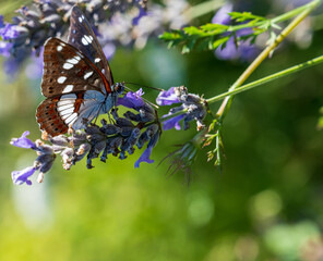 White admiral butterfly (limenitis arthemis) perched on lavender close up selective focus.