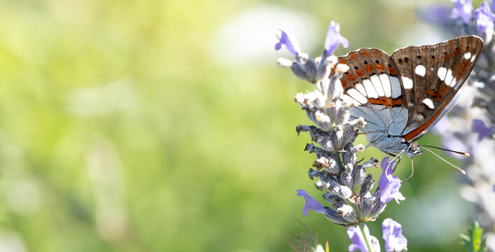White admiral butterfly (limenitis arthemis) perched on lavender close up selective focus.
