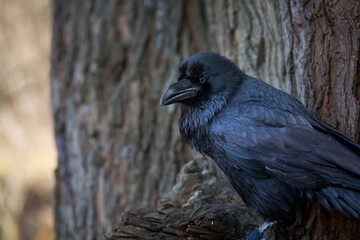 Close-up of a beautiful big black crow perched on a tree