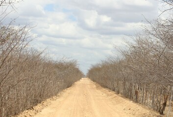 road in the forest