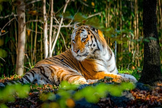 Adult tiger lying on the ground while observing the surroundings