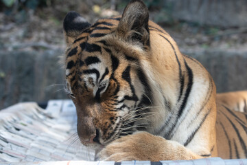Portrait of Indochinese Tiger