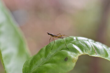 Mosca Zancuda sobre hoja