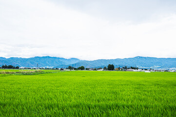 夏の鮮やかな稲と自然風景