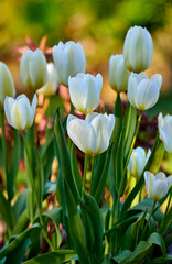 White garden tulips growing in spring. Closeup of didiers tulip from the tulipa gesneriana species with vibrant petals and green stems blossoming and blooming in nature on a sunny day outdoors