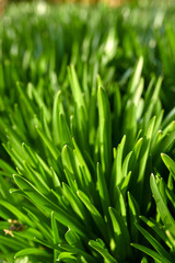 Fototapeta na wymiar Closeup of a green grass growing in garden with a blurry background. Zoom in on shoots and blades in harmony with nature on a front lawn. Macro details of vibrant leaves in a quiet park or field