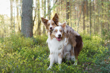 dogs hug. Two cute border collies in the park in summer 