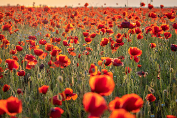 Red poppy field in the sun's rays