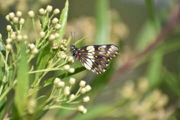 Mariposa dardo blanco