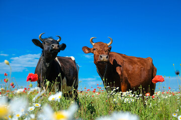 Two close-up cows stand in a wild field with herbs and flowers