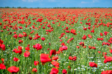 Beautiful field with poppies and daisies