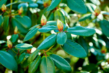Fototapeta na wymiar Budding Rhododendron flowers in garden at home. Closeup of woody flowering plant getting ready to blossom while growing in backyard in summer. Beautiful little flowerbuds with green leafs in nature