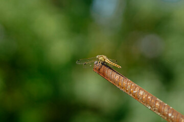 Beautiful yellow aggressive dragonfly rests and chilling on metal stick in garden . Blurred green background with a copyspace. Nature habitat. Beautiful vintage nature scene with dragonfly outdoors