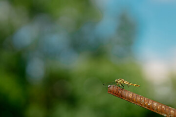 Beautiful yellow aggressive dragonfly rests and chilling on metal stick in garden . Blurred green background with a copyspace. Nature habitat. Beautiful vintage nature scene with dragonfly outdoors