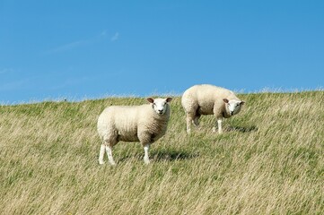 Flock Texel sheep grazing in lush green pasture in Westerhever village in Germany