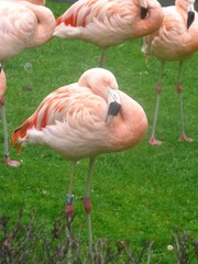 pink flamingo in the zoo