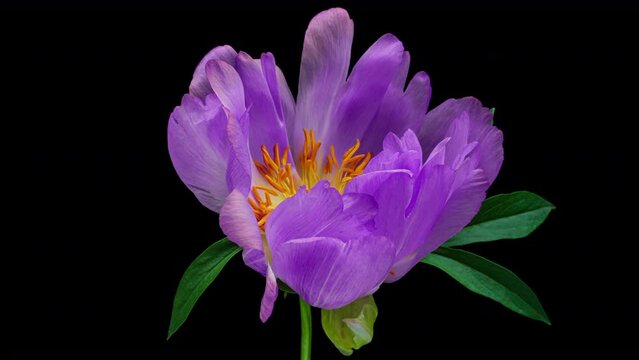 Timelapse of spectacular beautiful blue peony flower blooming on black background, close-up