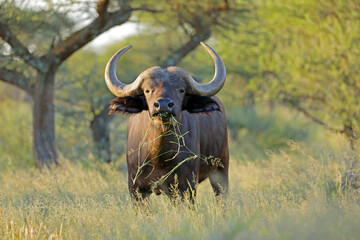An African buffalo (Syncerus caffer) in natural habitat, Mokala National Park, South Africa.
