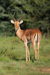 Male impala antelope (Aepyceros melampus) in natural habitat, South Africa.