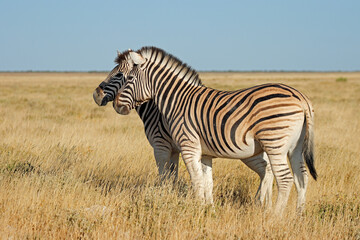 Plains zebras (Equus burchelli) in grasslandt, Etosha National Park, Namibia.