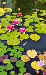 pink water lilies in the pond