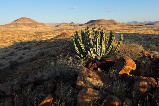 A Damara poison tree (Euphorbia virosa) in arid landscape, Damaraland, Namibia.