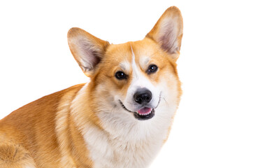 smiling muzzle of pembroke welsh corgi close-up