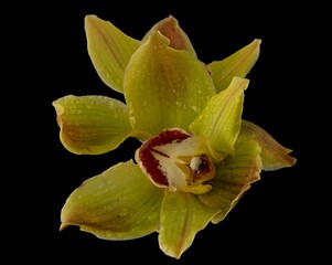 Closeup shot of a wet blooming yellow orchid on a black background