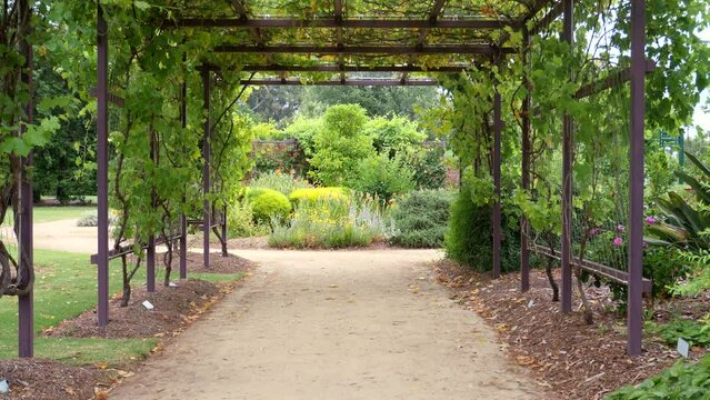 Beautiful grape tunnel at the Bendigo Botancal Gardens in Victoria, Australia