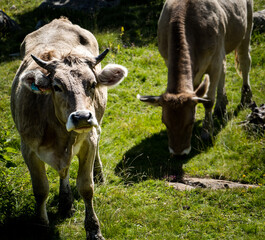 Two cows in the grass. One looking at the camera lens and the other eating grass.