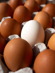 close-up of brown chicken eggs with one white egg in egg box, egg container
