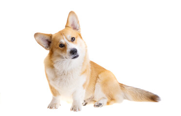 welsh corgi pembroke isolated