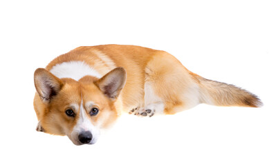 welsh corgi pembroke isolated