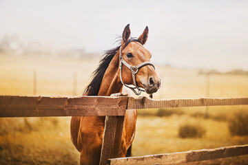 A beautiful bay horse with a halter on its muzzle stands in a paddock with a wooden fence against...