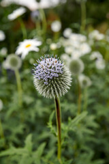One purple globe thistle flower growing in a garden. Beautiful outdoor echinops perennial flowering plant with a green stem and leaves growing outdoor in a park or backyard in spring season