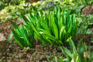 Closeup of green autumn crocus plants growing in mineral rich and nutritious soil in a private, landscaped and secluded home garden. Textured detail of budding colchicum autumnale flowers in backyard