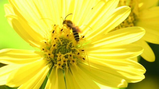 honey bee on yellow flower of compass plant