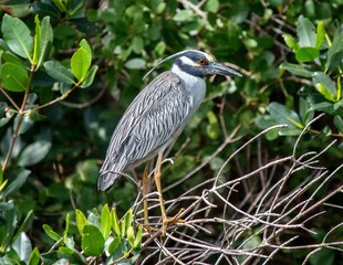 Closeup shot of a yellow-crowned night heron perched on a tree